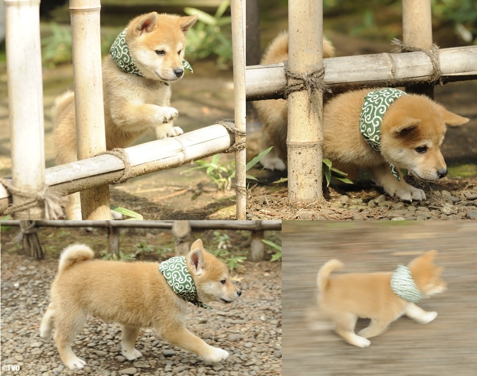 まめすけ まめすけ様ドットベージュs