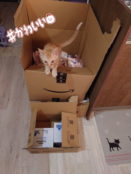 ほしい物リストから送ってくれる方々、ほんとにいつもありがとうございます🥲❣️ 私の開け方壊滅的だけどちゃちゃが喜んでダイブしてました。  13日21時半〜fwanzaチャットやります！ド平日でごめんねだけど見に来てくれると嬉しいです https://t<a href="/tag/%E3%83%81%E3%83%A3%E3%83%B3%E3%83%A9%E3%82%A4%E5%BE%98%E5%BE%8A%E3%81%A1%E3%82%85%E3%81%86"class="tags"><span>#チャンライ徘徊ちゅう</span></a>