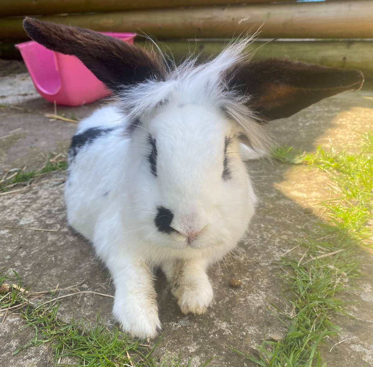 Our beautiful Clover is around 14-years-old and one of the sweetest bunnies that ever there was! She was saved some years ago from being fed to dogs (yes, really!) and has lived here knowing only love ever since. #rabbits #rescueanimals