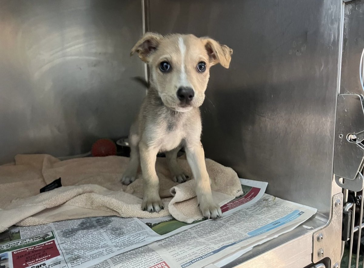 It’s $5 Fri! When we told the TX shelter we’d help Chilli, they asked if we’d take his brofur Bandit too… How could we say no? We are calling him Gus for 🌈 fren ⁦@GusandKelsey⁩ 🥹♥️ If you’d like to help w/puppy vet care, we thank you! rescuecoop.org/donate