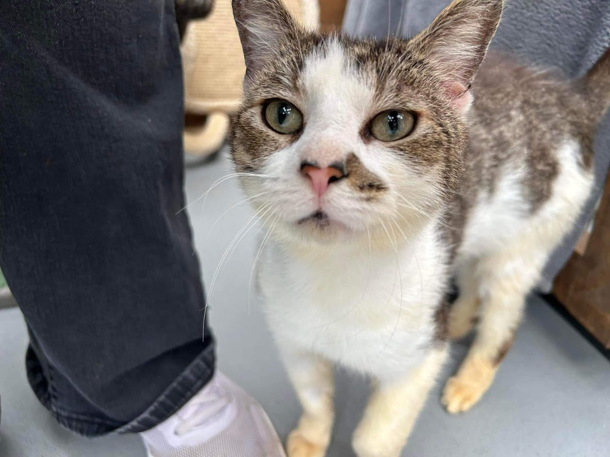 ShropsCatRescue's tweet photo. #fridaywishes ~ CAN YOU HELP find Winston his forever home. He is 4 years old and looking for an outdoor home where he can repay you for taking care of him with his excellent hunting skills 😻
For more information - https://t.co/hRGIFbuoH5 https://t.co/GKbxD4g52A