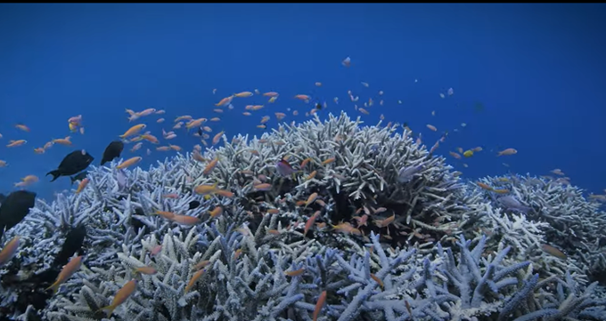 Screenshot from the documentary film, "Save the Beyond, Connecting 8 Oceans". 
