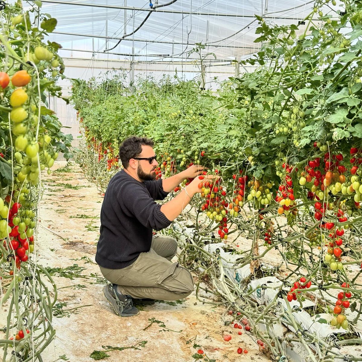 𝙏𝙊𝙈𝘼𝙏𝙍𝘼𝘾𝙆 𝘿𝙖𝙡 𝙨𝙚𝙢𝙚 𝙖𝙡𝙡𝙖 𝙩𝙖𝙫𝙤𝙡𝙖 is a project that brings our holistic agricultural approach to the tomato supply chain, promoting ecosystem resilience, conservation of biodiversity and sustainable food production. 
tomatrack.eu