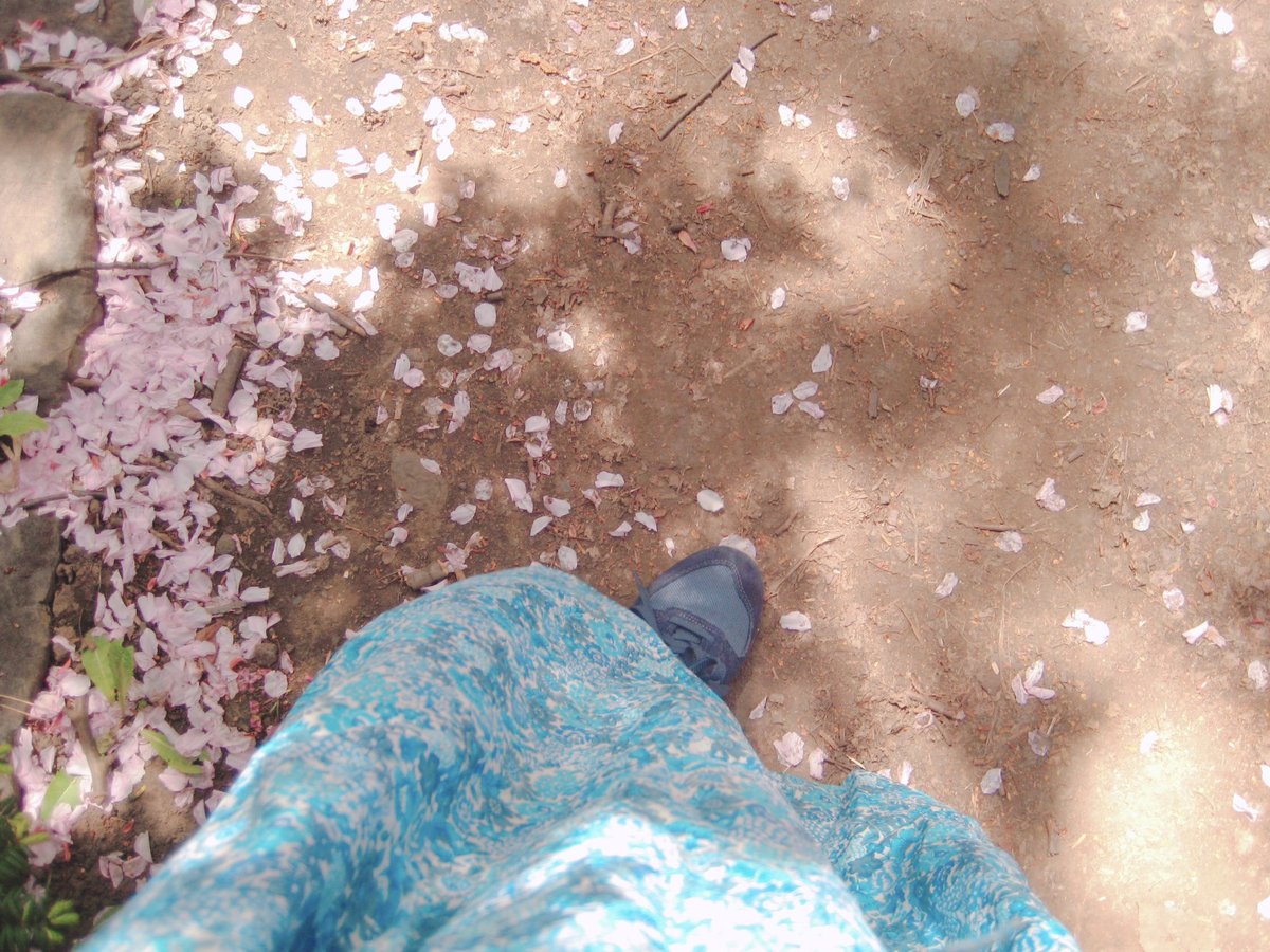 道庁のお庭のお花。
八重桜は散ってきて桜の絨毯で
とても綺麗でした🌸
#札幌
#八重桜