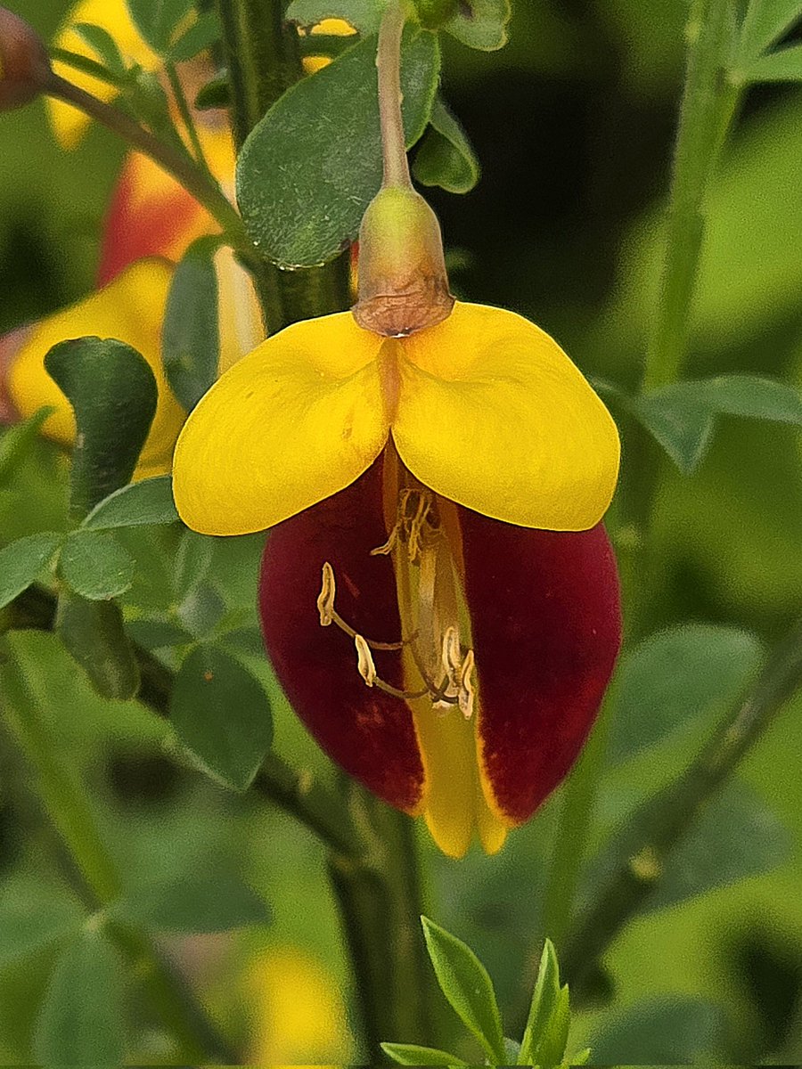 I'd swear it was singing a little prayer as I walked past 
#flowersonfriday