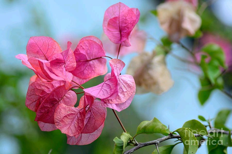 #Pretty #Pink #Bougainvillea By Kaye Menner #Photography  Wide variety #Prints &amp; lovely #Products at:
 bit.ly/3ybyB89
#Art #BuyIntoArt #AYearForArt #Artist #FineArtAmerica