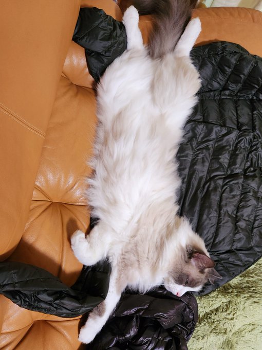 ナンナ のびたり ちぢんだり 