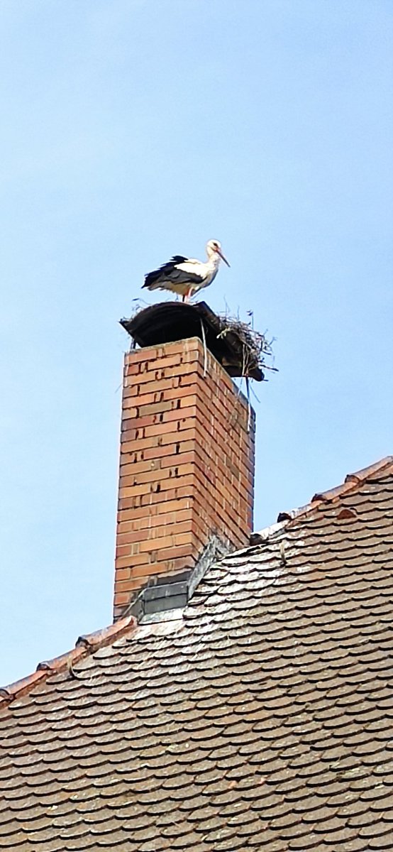 Some are waiting for the new Apartment.. ☺️ In Germany there's a village really inhabited by storks