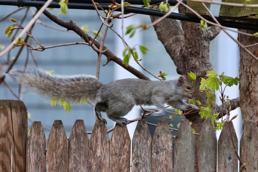 It's going to be a great #Sciuridae for nut gathering!

On #Sciuridae, go explore a new place and see what nuts they have!

Every day is #Sciuridae!

#fightlikeasquirrel #SquirrelStrong 🐿️💪#SaveGreySquirrelUK #SquirrelScrolling #squirrel #Eichhörnchen