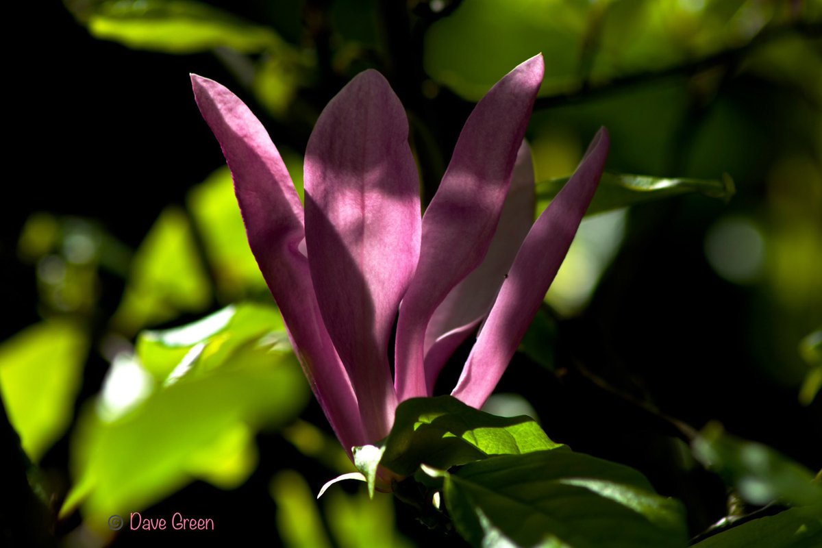 #Gardenersworld #nikonphotography @UKNikon @NikonEurope @NikonUSA @ThePhotoHour @MacroHour @TamronUK #flowerphotography #macrophotography @AP_Magazine #FlowersOnFriday Shadows and Light