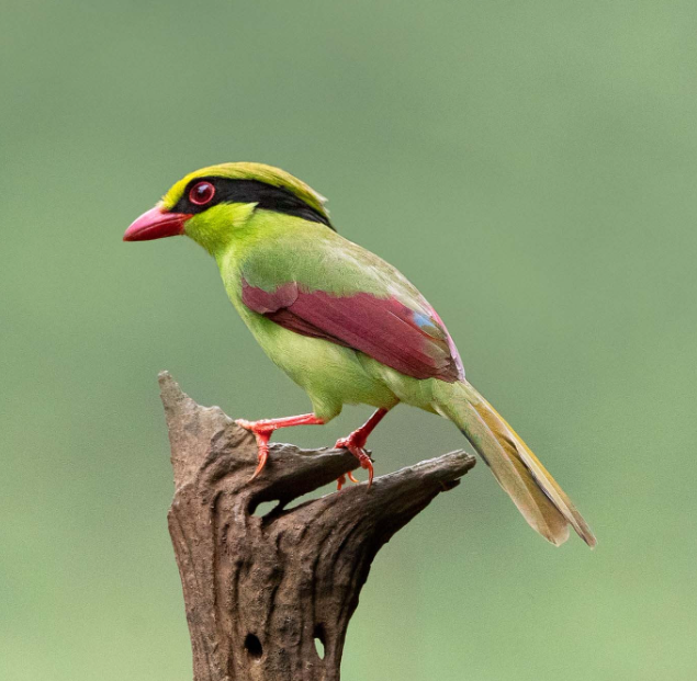 Guess the name of the bird🐦 #nature #photography #birding #birdwatching #LovelyBirdsInChina