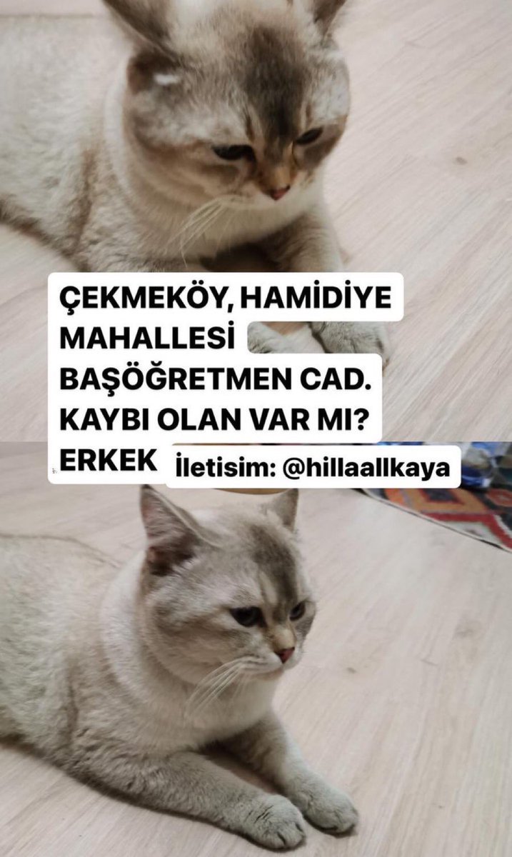 İstanbul Çekmeköy’de kedisi kaybolan var mıdır? Hilal Hanım Tel: 0552 946 91 75 @hillaallkaya