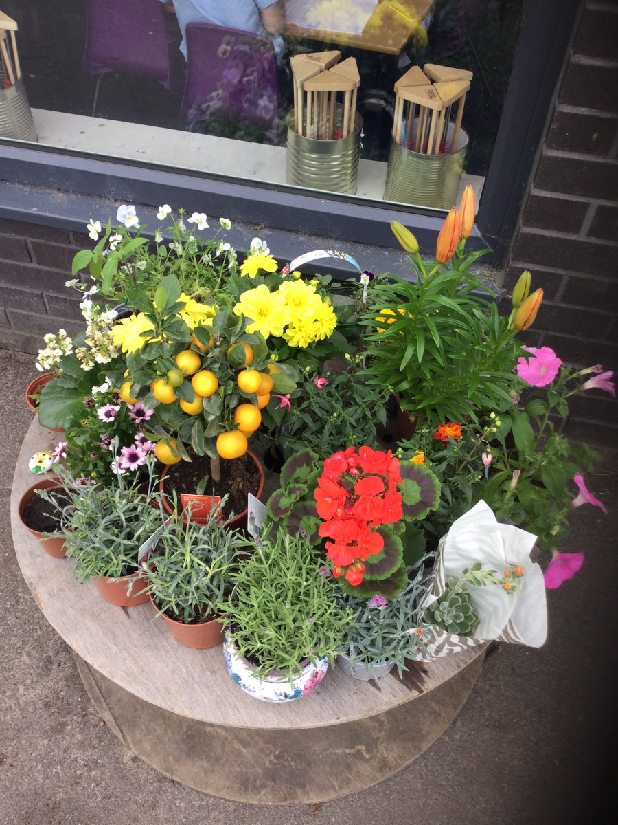 Thank you to our wonderful Parents for donating these beautiful plants to brighten up our year 2 allotment. We can’t wait to get stuck in. 👩‍🌾🧑‍🌾 <a href="/AcreHall/">Acre Hall Primary School</a> <a href="/BrightFuturesET/">Bright Futures Educational Trust</a>