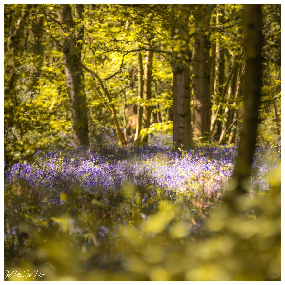 @AP_Magazine Weeley Hall Woods in Essex. May bank Holiday weekend