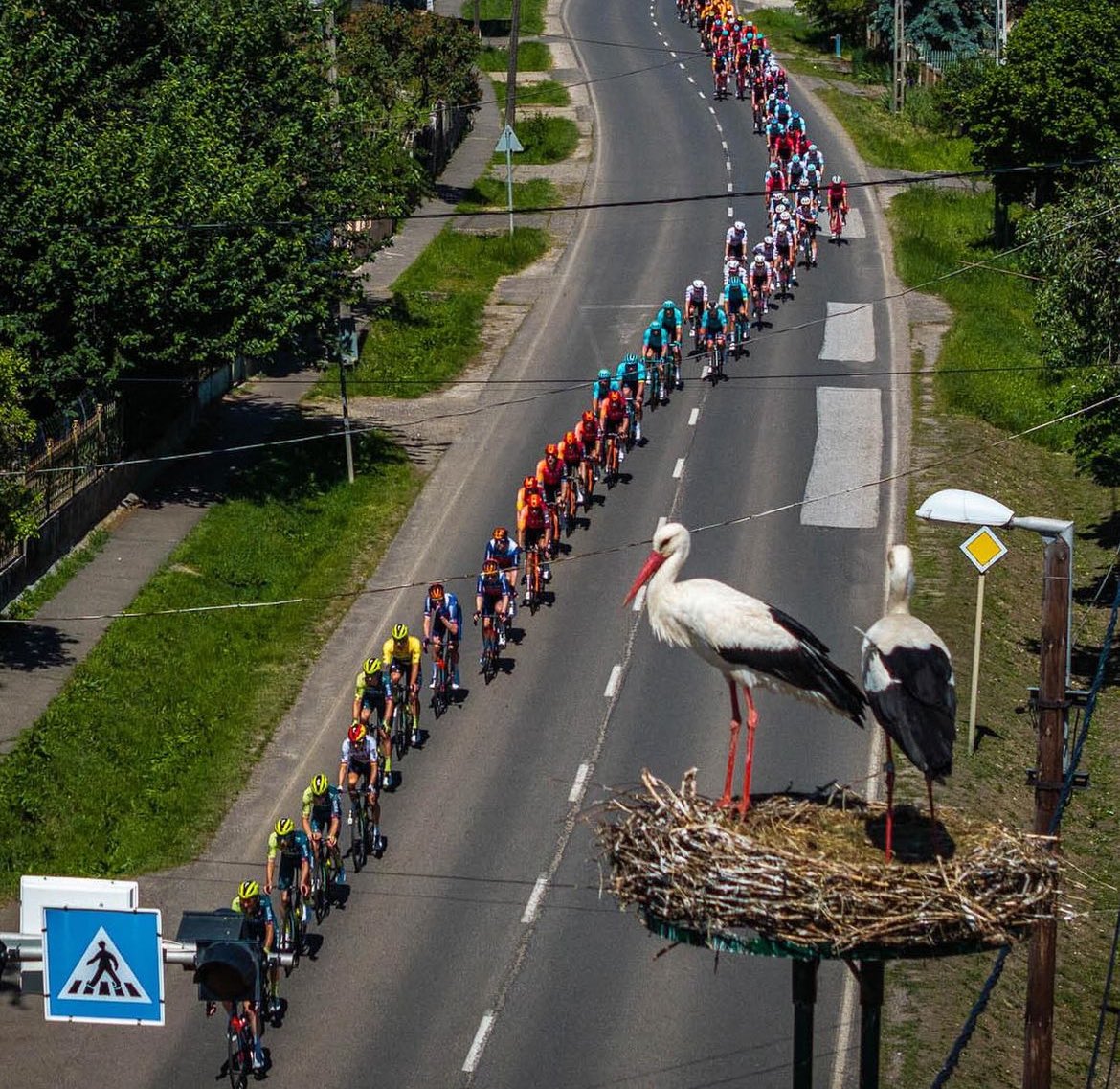 Tour de Hongrie storking the peloton……