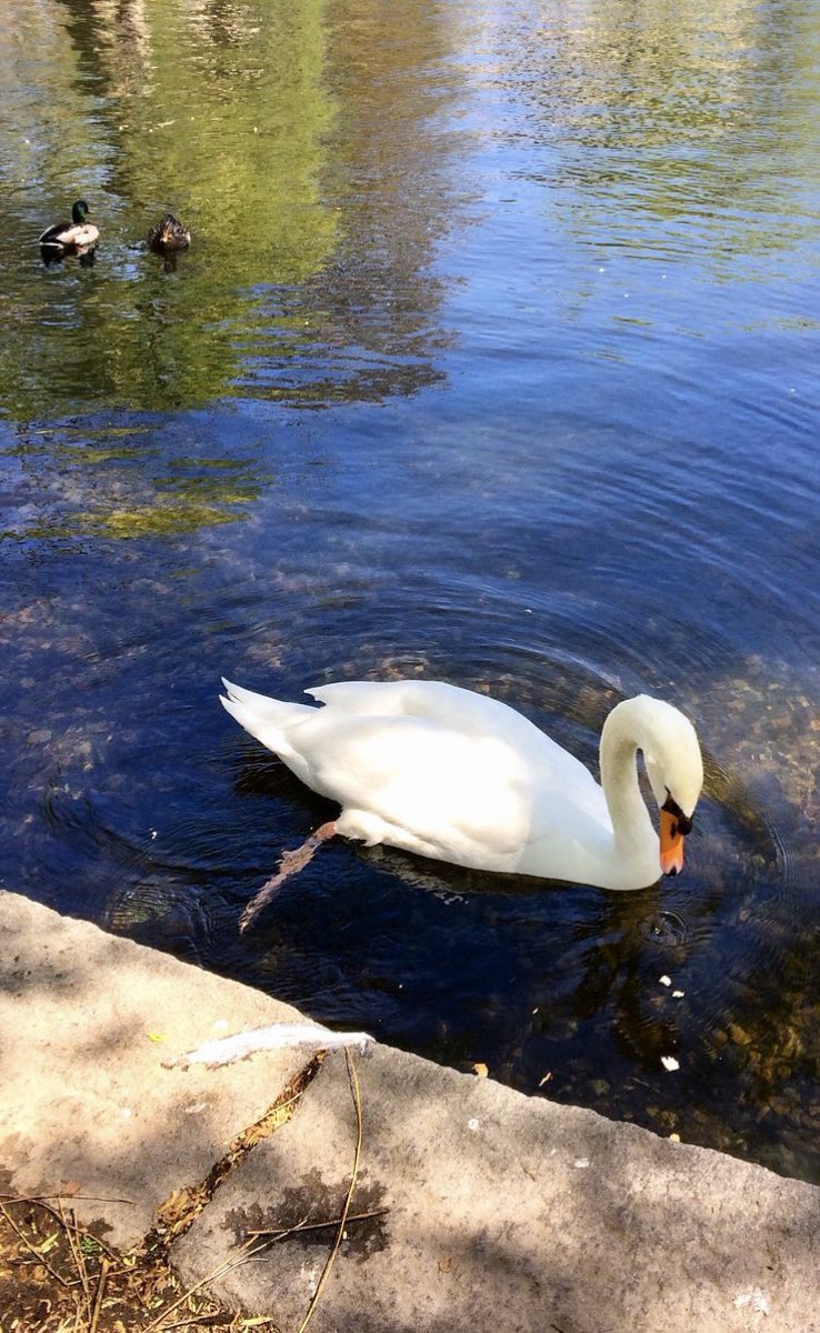 It doesn't matter if you're born in a duck yard, so long as you are hatched from a swan's egg. - Hans Christian Andersen, The Ugly Duckling 📷 Boston Public Garden 🦢 #photography #books #quotes #Boston #Birds #Nature