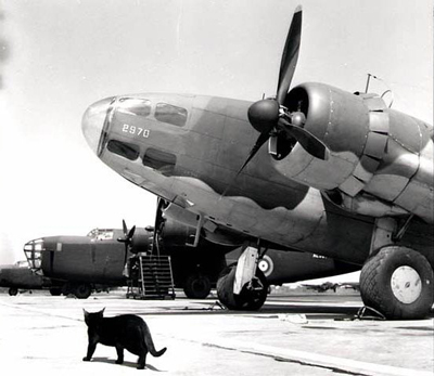 Gander WWII. A cat patrols bombers on the lookout for rats. The RCAF imported cats from Canada to protect the airport from being invaded by these rodents. Not only to protect the warehouse supplies but also rubber hoses on waiting aircraft. ganderairporthistoricalsociety.org/_html_war/Cats…