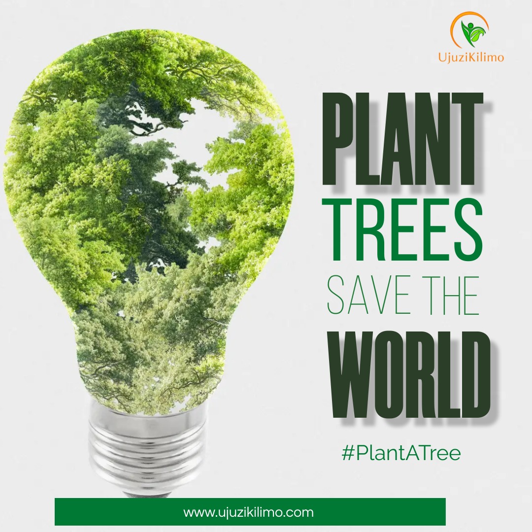 As floods pose a growing threat worldwide, let's take action! Planting trees helps combat climate change by absorbing floodwater and regulating rainfall. Let's build a more resilient future together. #ClimateAction #Ujuzikilimo #PlantATree #roadto15btrees