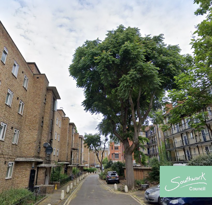 We're celebrating 100,000 trees across Southwark by sharing some of our more noted examples. Today it is the turn of Tree of Heaven, Great Dover Street. These trees grow rapidly and were widely planted by Ada Salter, the first female mayor in London #SouthwarkTrees