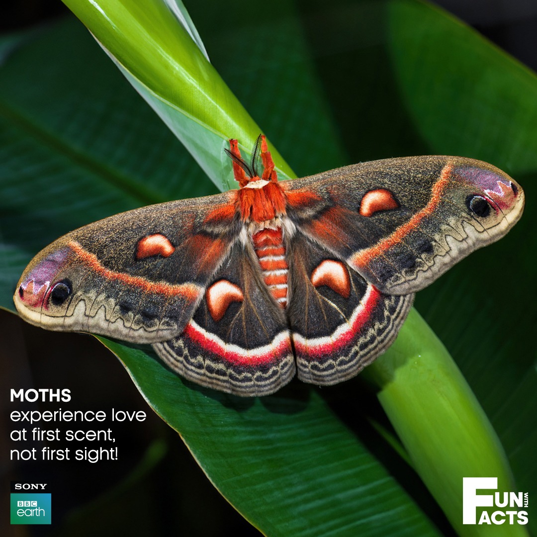 Female moths sit on a plant and 'call' their suitors by sticking out their abdomens and releasing scented pheromones. The males gets these chemical signals when they land on their antennae and then fly for miles in the direction of the scent to find the female they seek. They