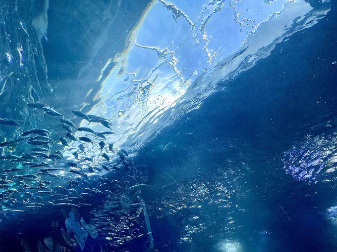 この前撮った水族館の水たち、めっちゃ揺らぎが面白かったな 