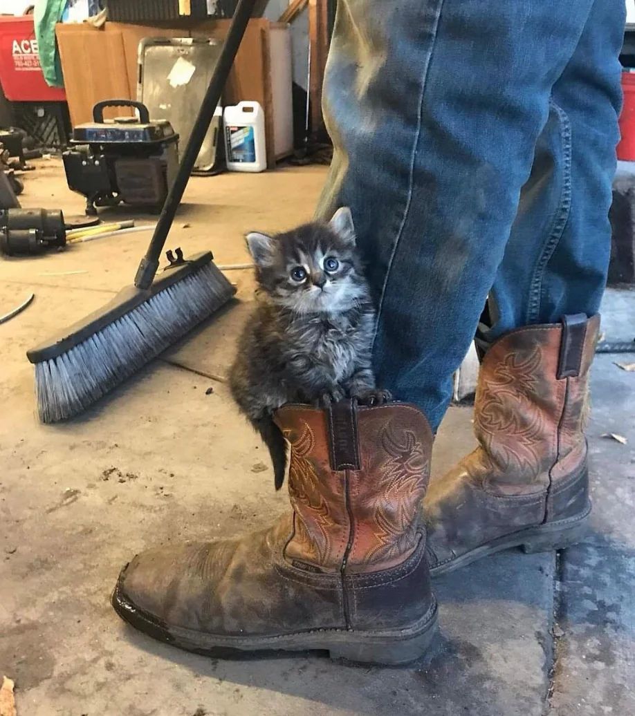 ShouldHaveCat's tweet photo. Workshop kitten https://t.co/JpAEYYYje4
