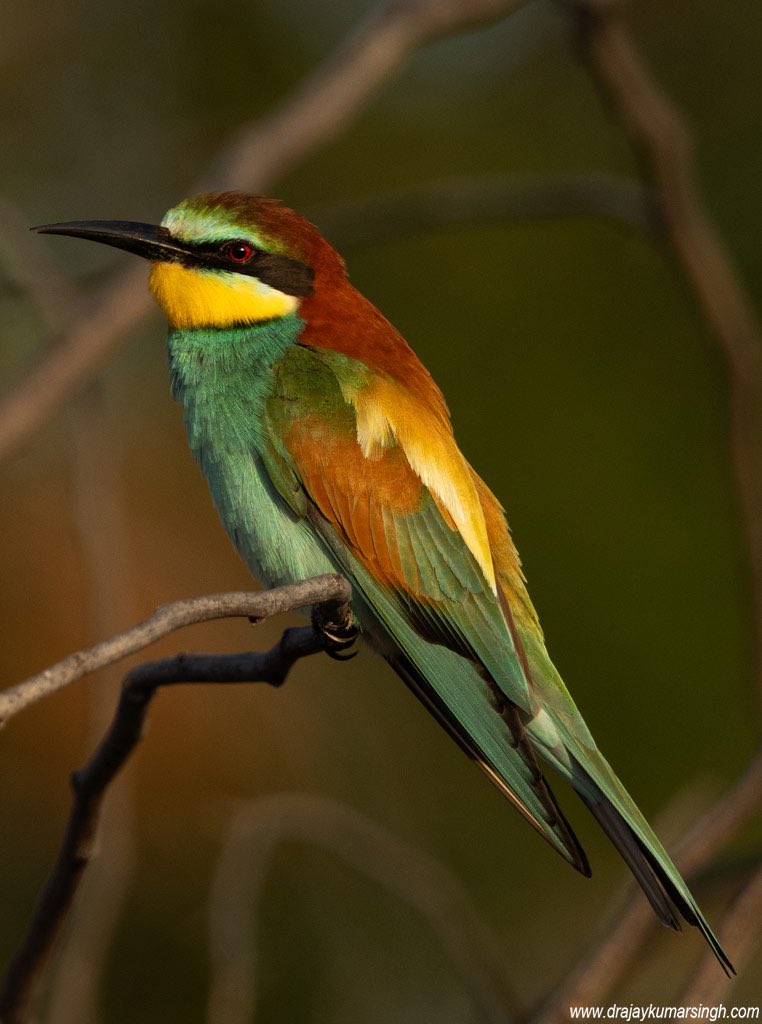 European bee-eater, Bahrain. #EuropeanBeeEater #BeeEater #Wildlife #Bahrain