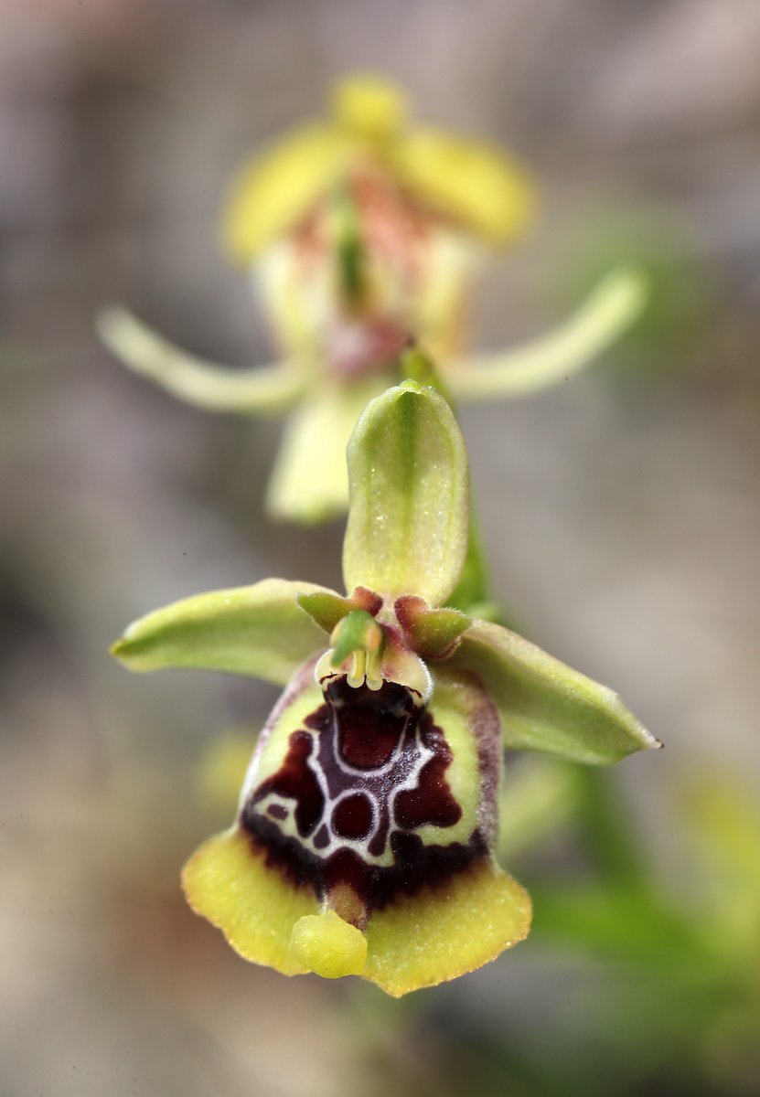 We're delighted to be able to announce dates for our return to Sicily next spring, for what promises to be another superb Orchids of Sicily tour. Led by the orchid-hunting dream team of legendary Sicilian naturalist Andrea Corso, and ecologist Esther Pawley, this tour... (1/3)