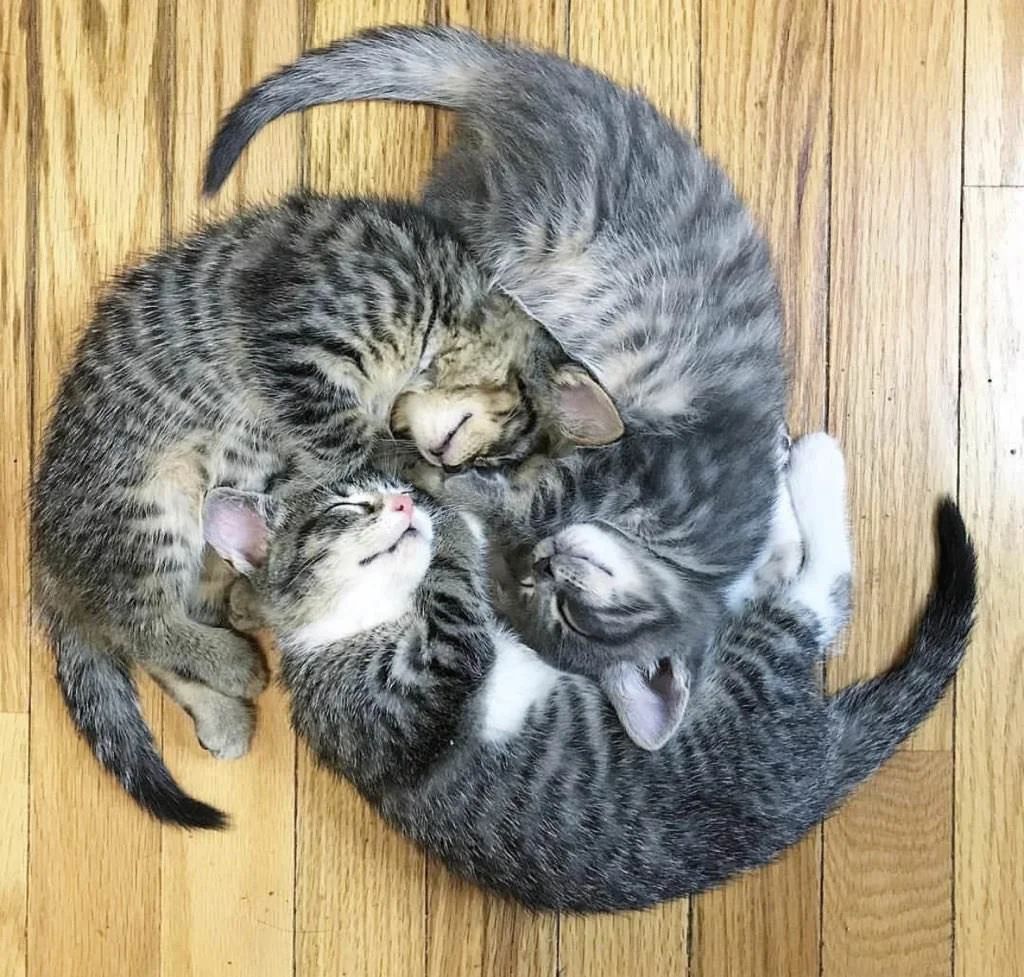 Kitten wheel