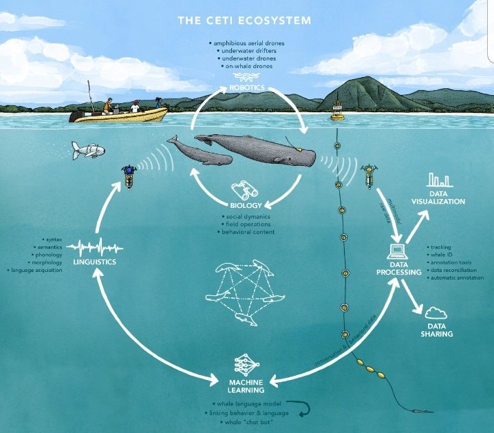 #random The quest to decipher #whale 🐳 language using artificial intelligence (#AI) has seen significant advancements, with researchers employing various AI techniques to understand and potentially communicate with these majestic marine mammals. This endeavor spans across…