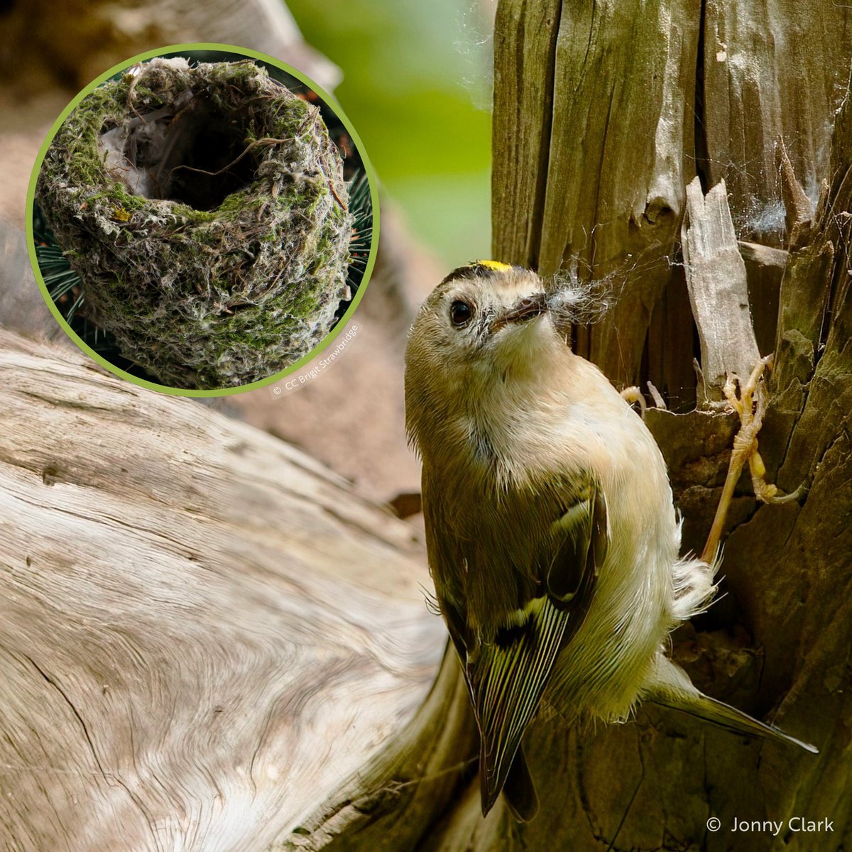 The tiny Goldcrest stars in today's #NestKnowledge! Goldcrests build small, deep, cup-shaped nests, hidden in dense foliage. Nests are crafted from twigs and lichen, then intricately woven with spider silk to withstand high winds. Egg ID: Up to 12, dull white with brown specks