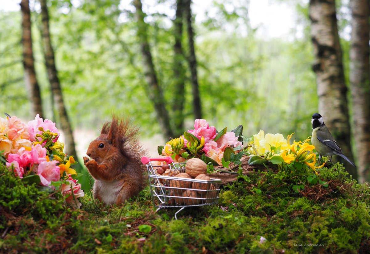 Happy Friday 💛🧡💛 Its Weekend shopping in the Foret , Mollie got so hungry that she took a snack time , a little bird Tjøttis from Tjøtta also wanted a snack , 😅 Jæren Norway 10/5 2024 @ThePhotoHour #Squirrels #birds