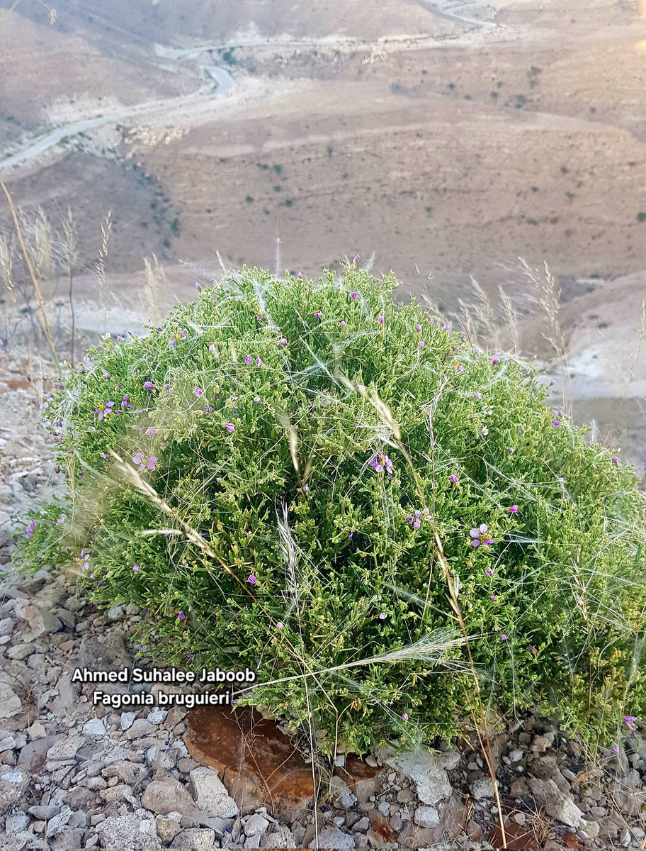 Fagonia bruguieri
من النباتات التي تستحق الدراسة والتحليل، حيث أن من هذه الشجيرات بعضها عطرية في حين أن البعض الآخر طبيعي. #فلورا_عمان