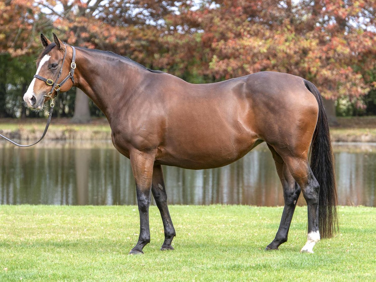 NEWS: Parmalove, the dam of this season’s NZ Champion 2YO-in-waiting Velocious and a late withdrawal from The Chairman’s Sale due to a minor cut prior to travelling to Sydney, is the standout entry in another ‘full’ Inglis Digital Online Sale. READ MORE: bit.ly/44zKYXM