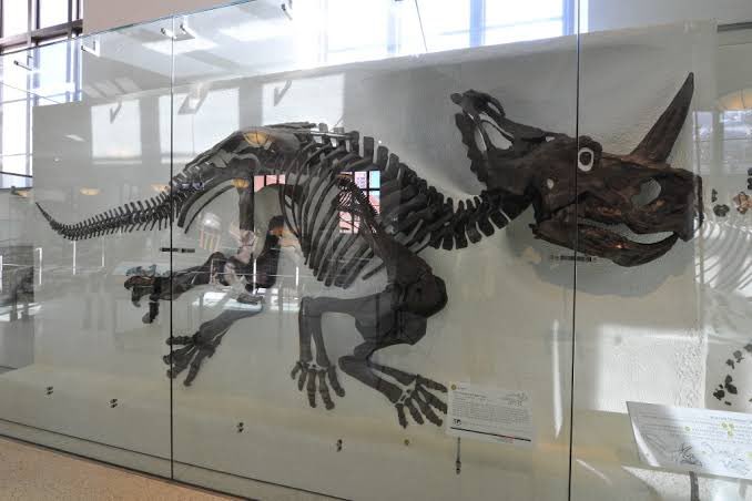 #あなたがときめく4文字教えて下さい #金曜日だから化石貼る #FossilFriday #アメリカ自然史博物館 #セントロサウルス 5351