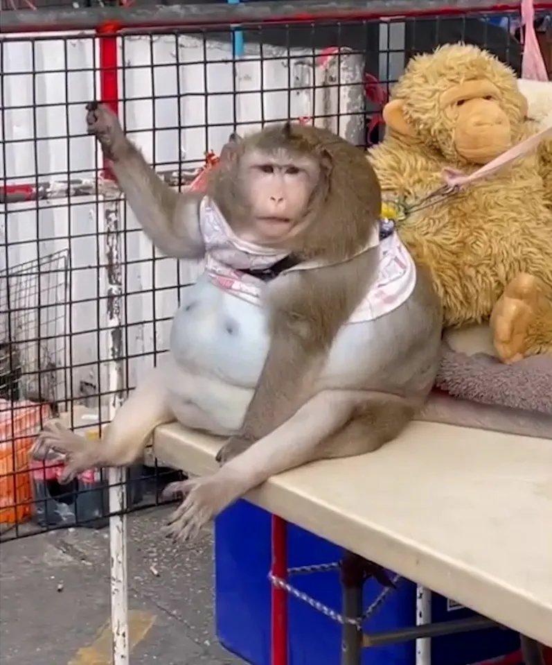 Sürekli abur cubur yiyen dünyanın en şişman maymunu,  4 kilo verdiği Tayland'daki şişmanlar kampında açlıktan kendini yiyerek öldü.