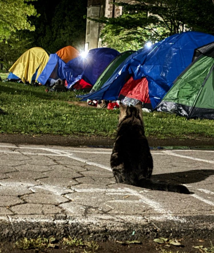 bard SJP tweet media