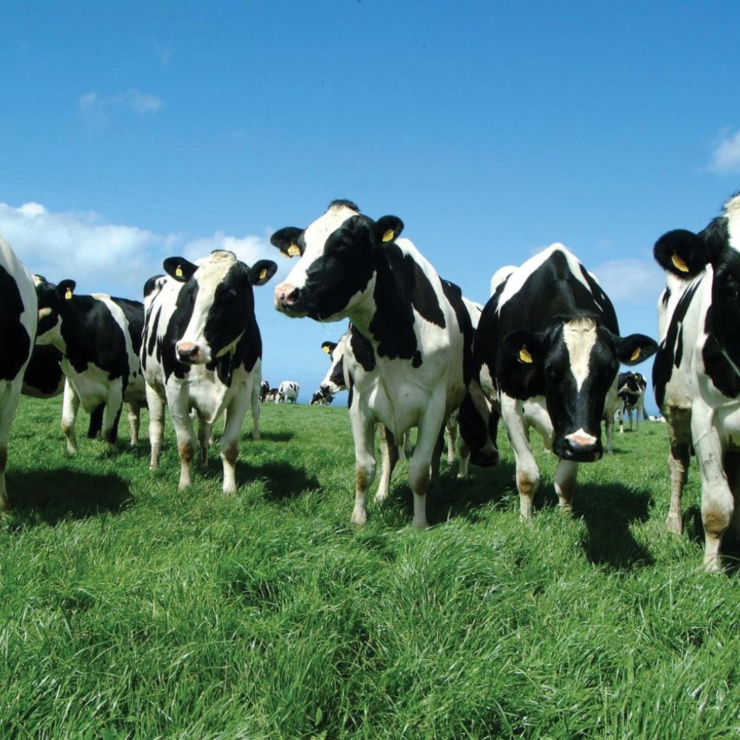 A case of classical Bovine Spongiform Encephalopathy (BSE) has been confirmed in Ayrshire. Please see the press release on GOV.SCOT: gov.scot/news/bse-1/ for more information.