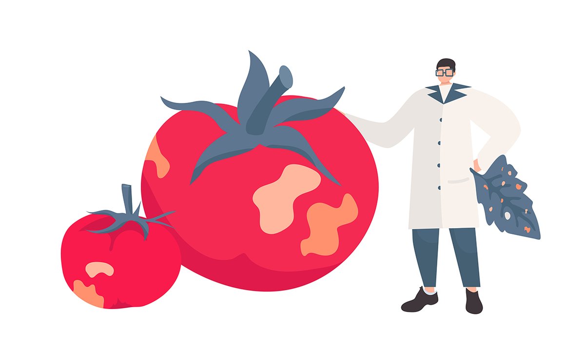 📚Per le caratteristiche e la facilità di trasmissione in Europa il virus Tomato brown rugose fruit virus, ToBRFV, è stato identificato come organismo nocivo su #CREAfuturo 👇 creafuturo.crea.gov.it/11579/ @SocialMasaf @reterurale @Cia_Agricoltura @Confagricoltura @coldiretti @Copagri