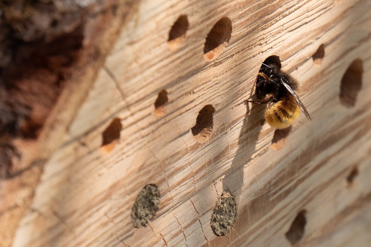 Ingleses desafiados a ter um hotel para abelhas e a participar numa experiência científica. O The Big Bee Hotel Experiment decorre na Primavera e Verão wilder.pt/naturalistas/i… @DaveGoulson