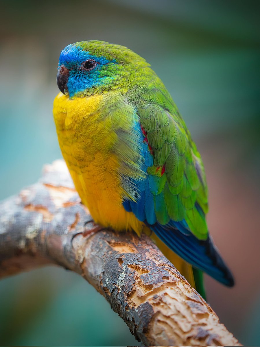 Turquoise parrot in nature #birds #photography #fridaymorning