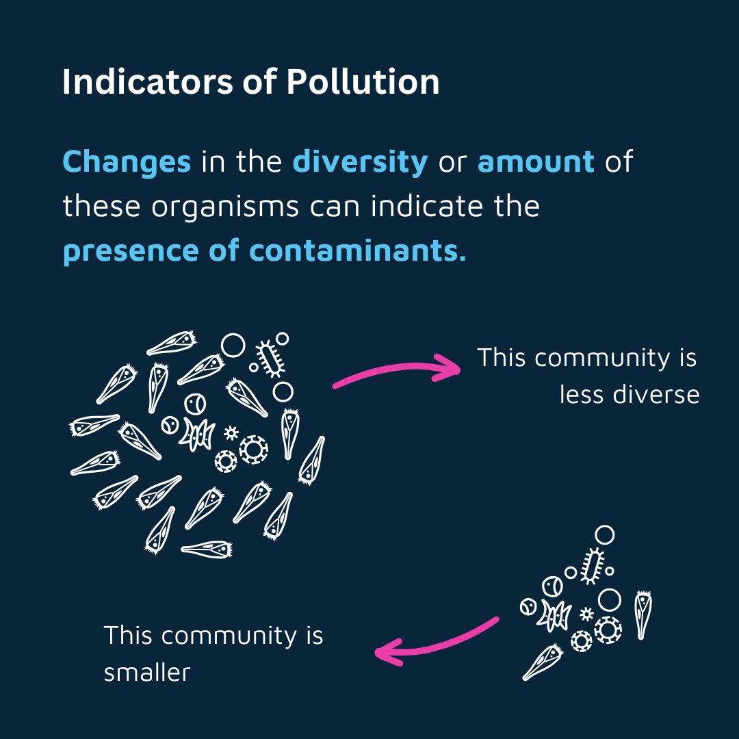 Marine microbiomes constitute over 2/3 of the ocean's living matter. They are highly sensitive to environmental changes and this can significantly impact the diversity and abundance of organisms within these communities #microbiome #microorganisms #oceanlife #environmentalscience