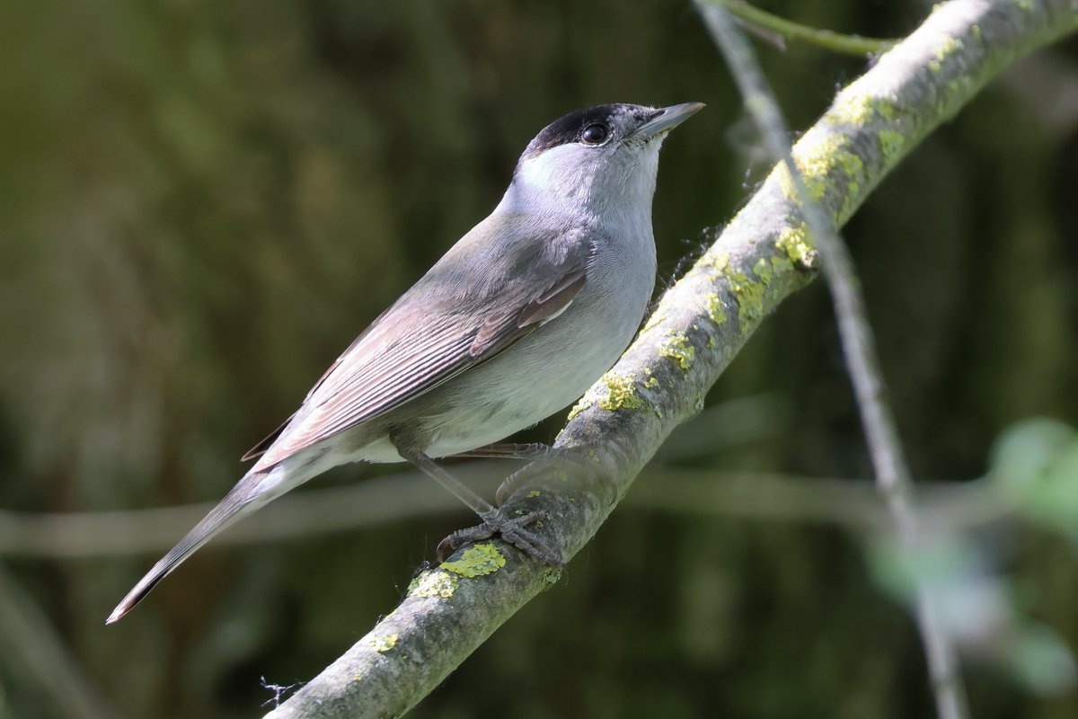 I was trying to get some shade when this beauty turned up quietly, he went on to hover and feed off the leaves, magical!!💚#Blackcap #NorfolkCoastline