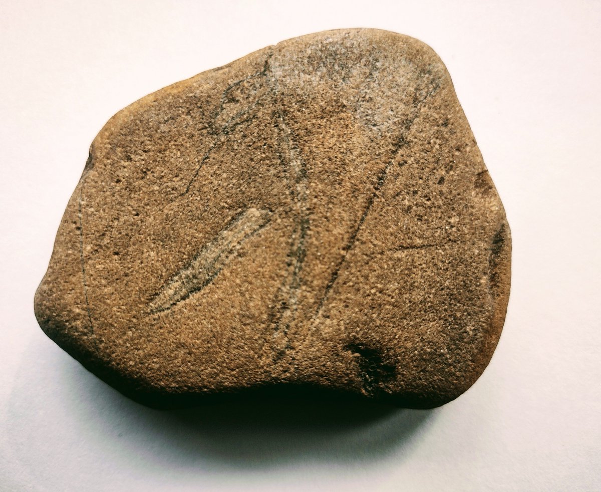 #FindsFriday 
The Serpent 🐍🪨 an incised #petroglyph added to the online collection of Prehistoric Art prehistoricwirral.com/prehistoric-ar…
#art #Wirral #Prehistory #Paleolithic #Pleistocene #serpent