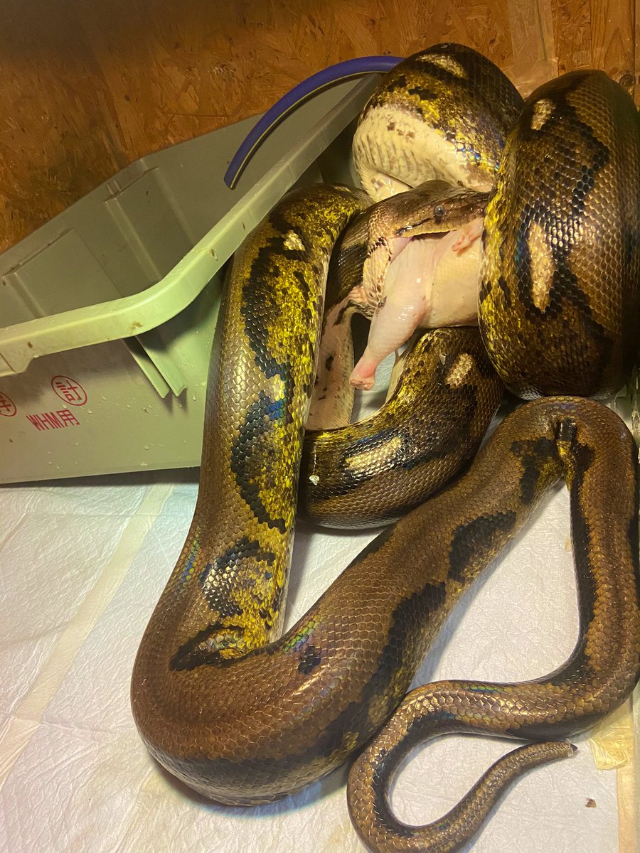 saga9945's tweet photo. 最初に飼育し始めたローズヘアーとアミメが1番の長い付き合いになります

アミメに関しては本当に猛獣のまま育ってしまった、笑

#爬虫類
#アミメニシキヘビ
#大蛇
#蛇
#ペット
#動物
#特定動物
#タランチュラ https://t.co/0GI1RmbSKg