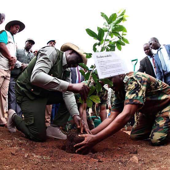 H.E. President @WilliamsRuto: 'From Monday, this (tree planting) exercise will continue, Ministry by Ministry, on a daily basis for the next six months so that we can get to our target on time' #NationalTreePlantingDay #ClimateActionNow #JazaMiti