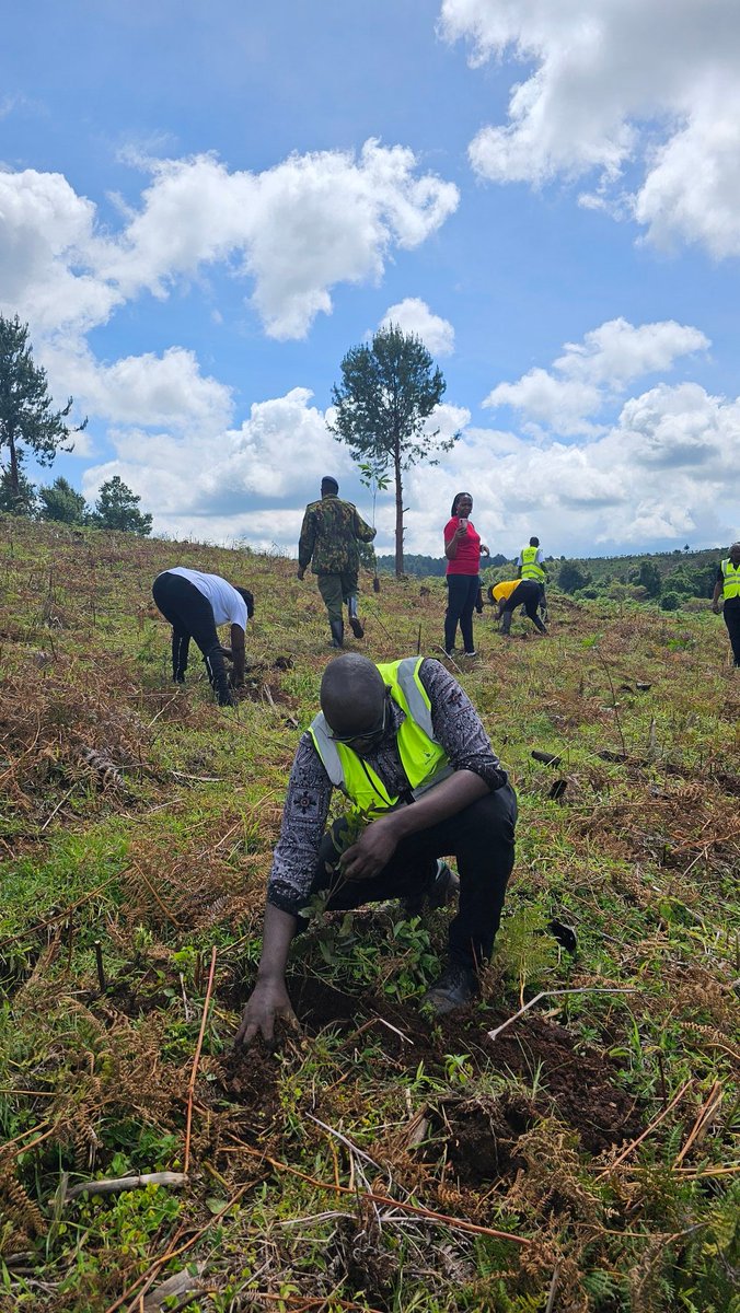 The staff members, led by our MD & CEO Dr. (Eng) Joseph Siror, planting trees during #TreePlantingDay at Narasha Forest, in Eldama Ravine, Baringo County, demonstrating their commitment to environmental conservation. ☘️🌿 #TreePlantingDay #Towards15BillionTrees ^OS