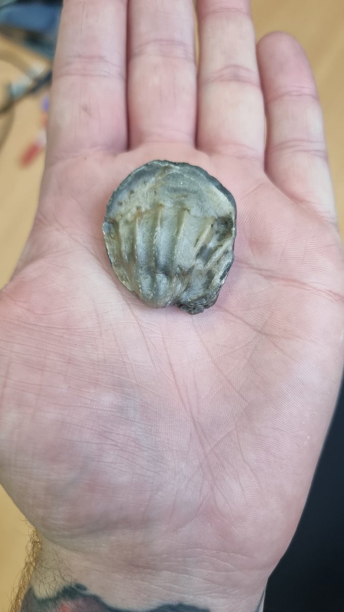 Happy #fossilfriday everyone!! Sometimes we find 'fake' ammonite fossils! These are called Xenomorphs. This is caused when a bivalve or oyster attaches itself to another animal's shell and starts to grow and mould its own around the host animal's shell! #fossils #scicomm