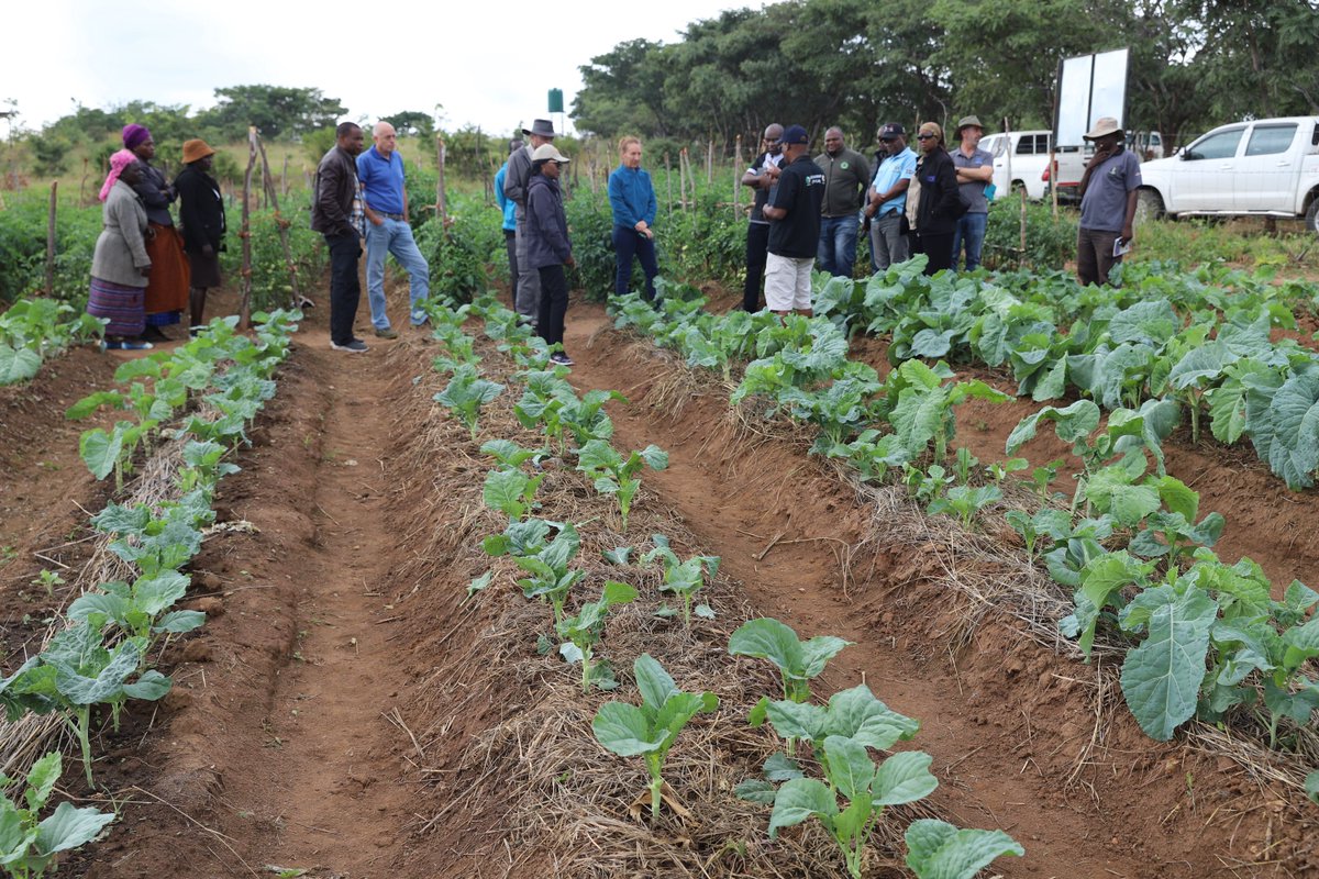 Stakeholders tour of Mahwawu community garden. 🌿 Mahwawu's new solar boreholes and 20,000L tanks from GEF6 & CTDO are a game-changer! Over 700 households, schools, and a clinic benefit, promoting sustainability! 🌱🏠💦 @TheGef @GEF_SGP #SDGs
