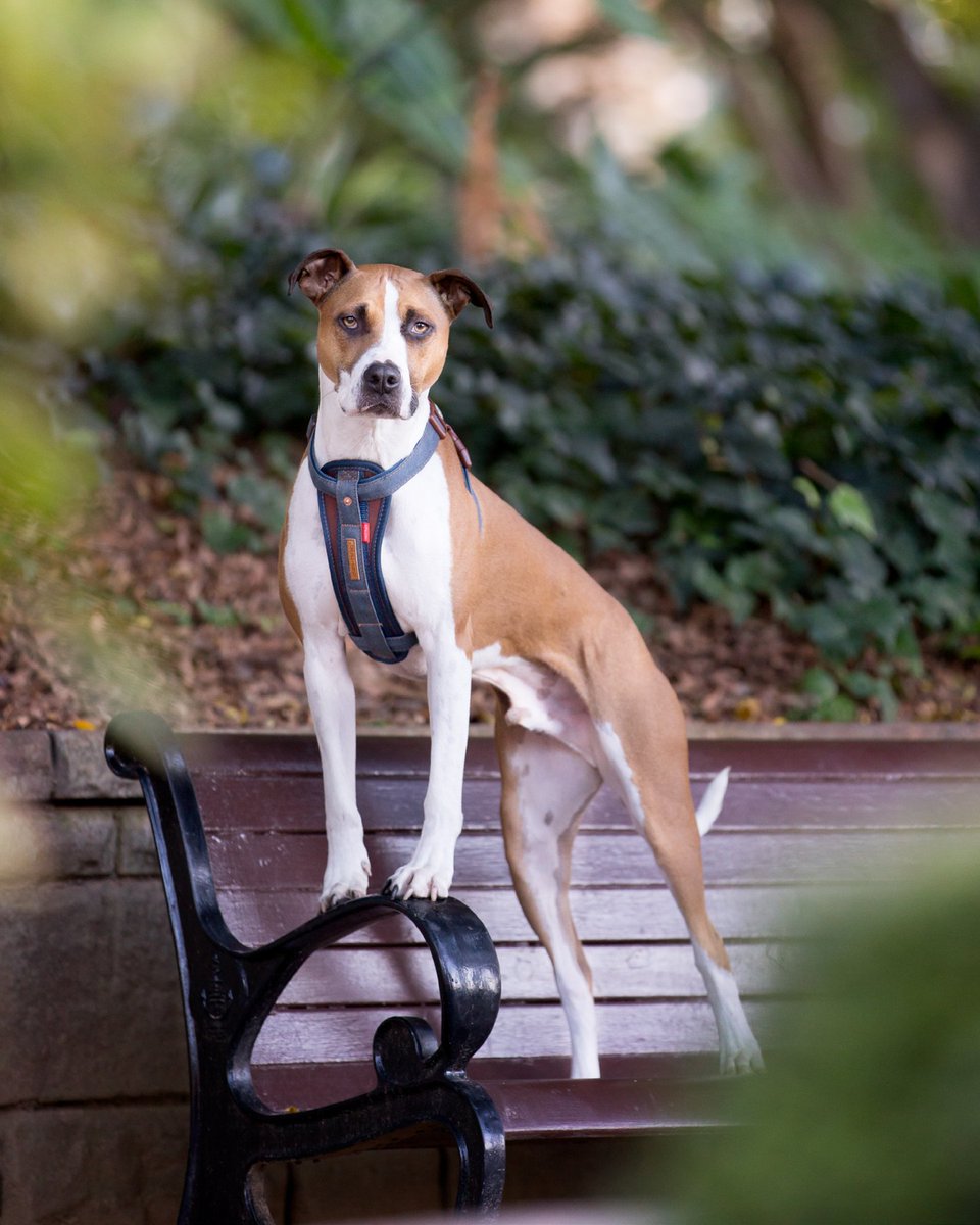 Give your dog the ultimate comfort with our Chest Plate Harness. Lined with EVA Foam Padding, this Harness is sure to keep your dog feeling secure and comfortable all day long. #dog #ezydog #denim #dogs #lifestyle